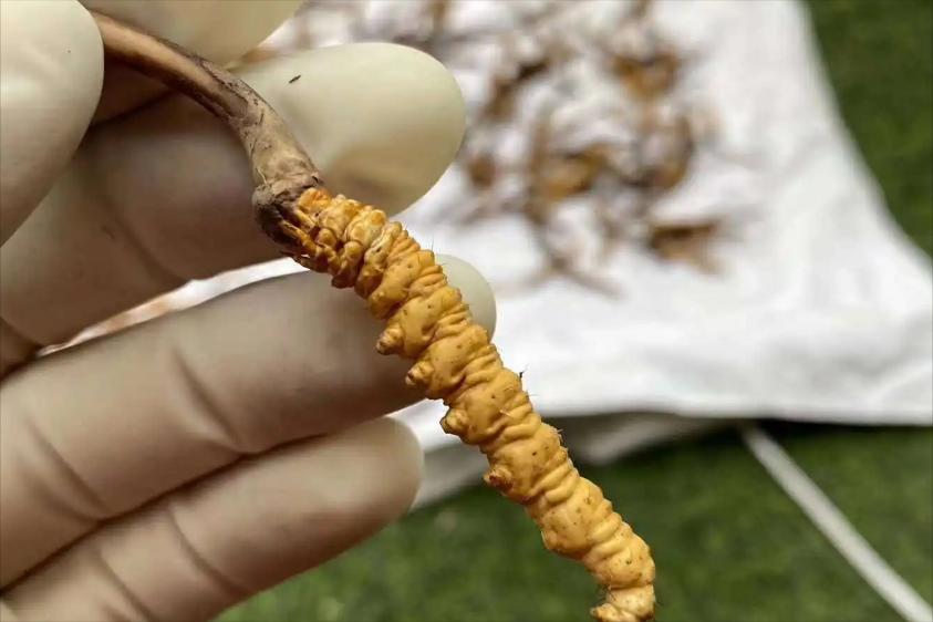 冬虫夏草发霉正常吗能吃吗,冬虫夏草发霉后还能吃吗