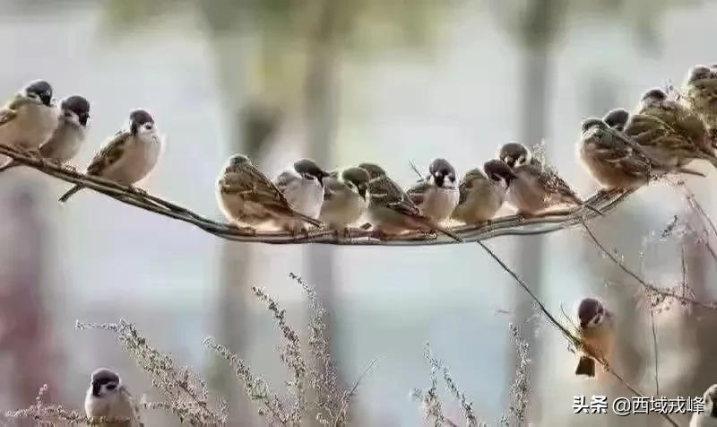 春雪送瘟去绿染景泰川