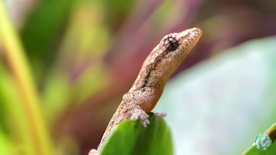 美国小哥在卧室建出一缸热带雨林，食物链环环相扣，太强了