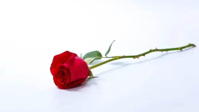 玫瑰花的浪漫花语是什么,七朵玫瑰花的花语