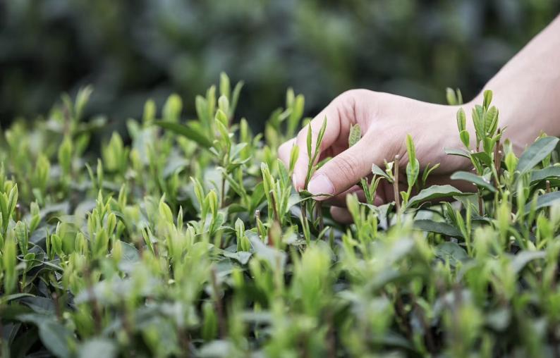 中国为什么要花2个多亿，从印度进口茶叶？印度茶比中国好在哪？