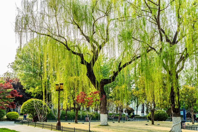 咏柳唐贺知章的古诗,咏柳贺知章教学实录