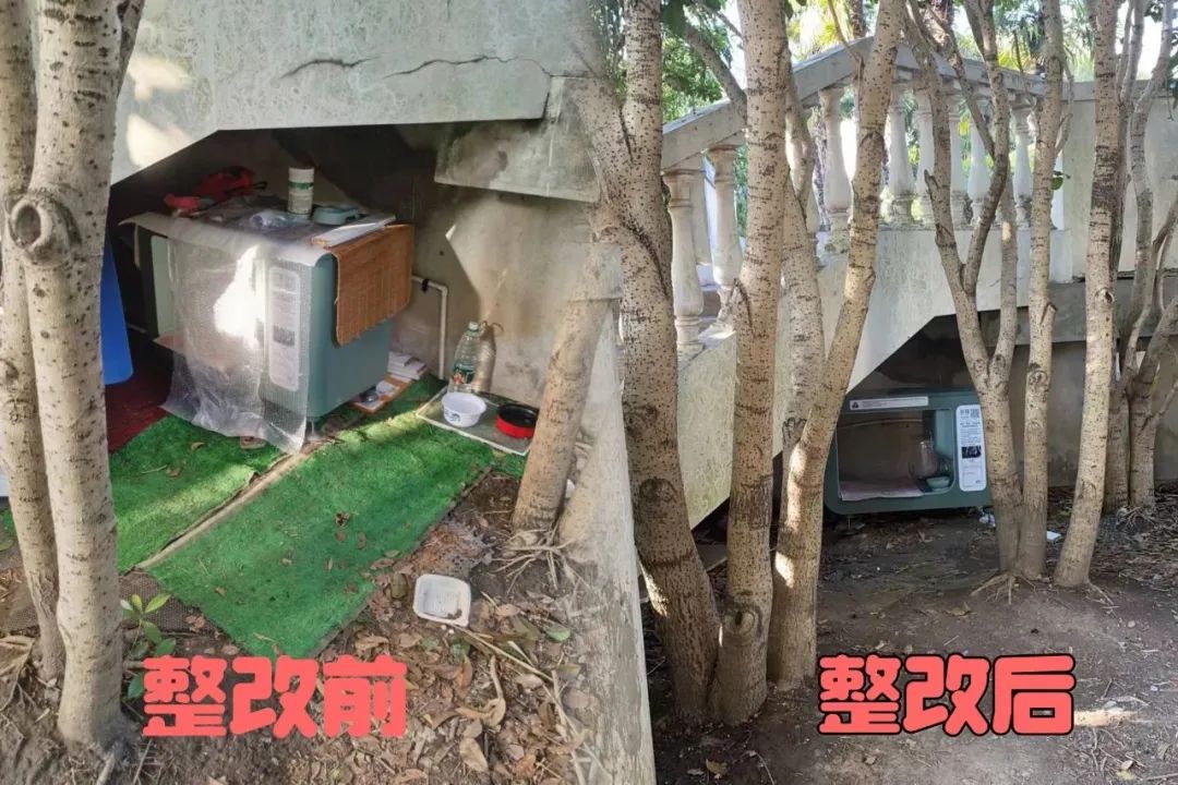 小区里有流浪猫你会帮它们吗,小区内流浪猫问题怎么解决