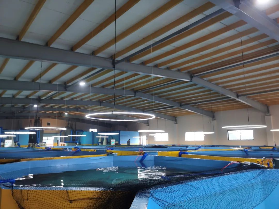 工厂化水产养殖什么鱼最好养,工厂化循环水养殖鲈鱼成活率