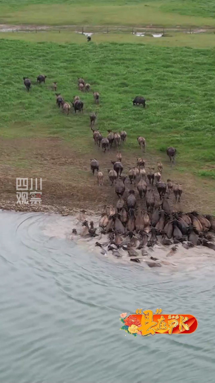 蓬安vs渠县,仪陇vs营山