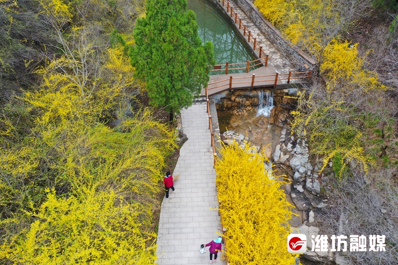 这个假期盛开如花,赴一场花之约邂逅春日浪漫
