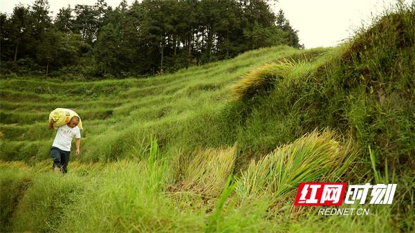 《我家在娄底》第二季丨第五集《沃野》：沃野写丰收精神铸丰碑