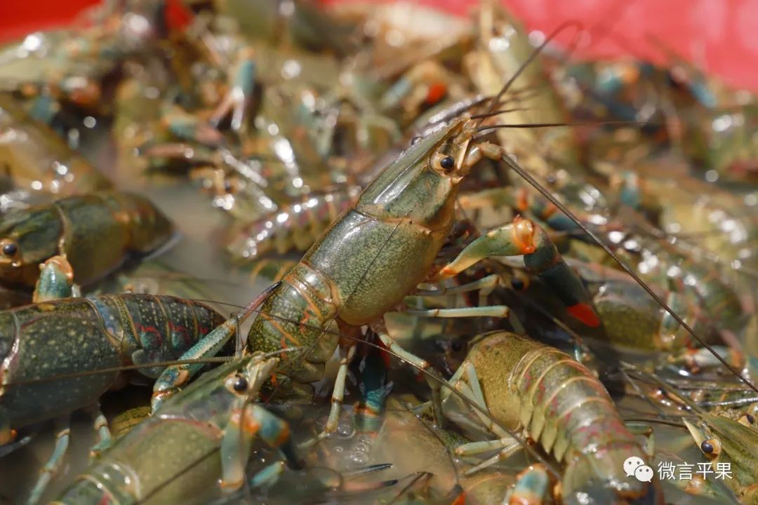 厉害的淡水虾,特别厉害的虾