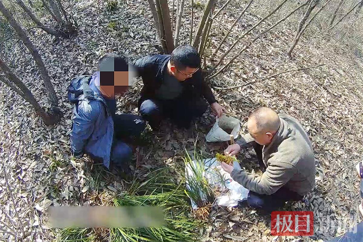 采挖贩卖国家保护植物,直播采挖兰草被抓