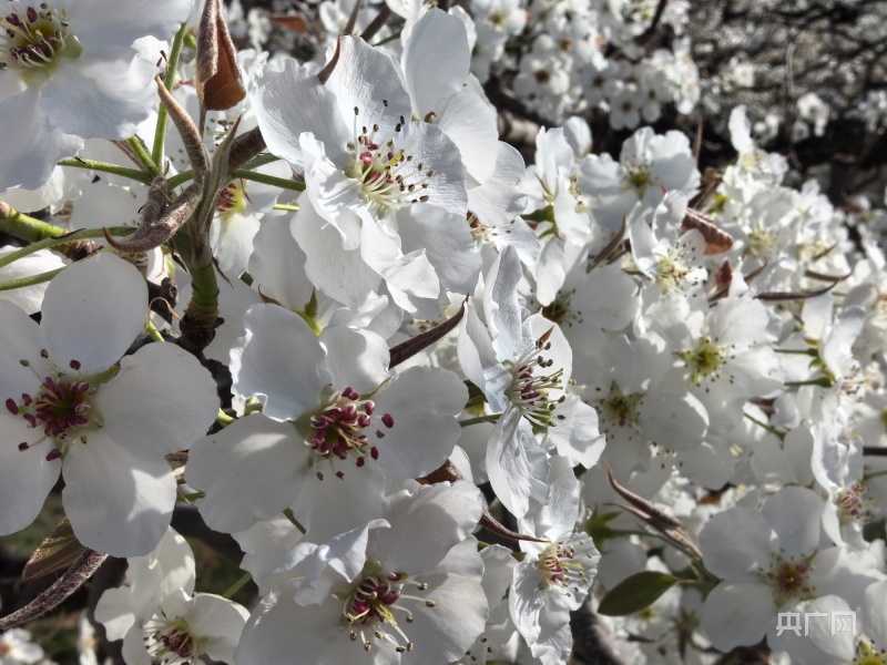 皋兰什川梨花盛开,甘肃皋兰梨花盛开
