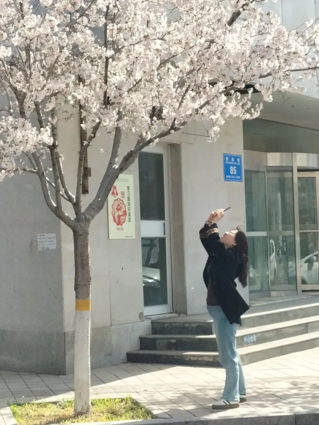 潍坊哪里的樱花最好,潍坊樱花大道在哪里