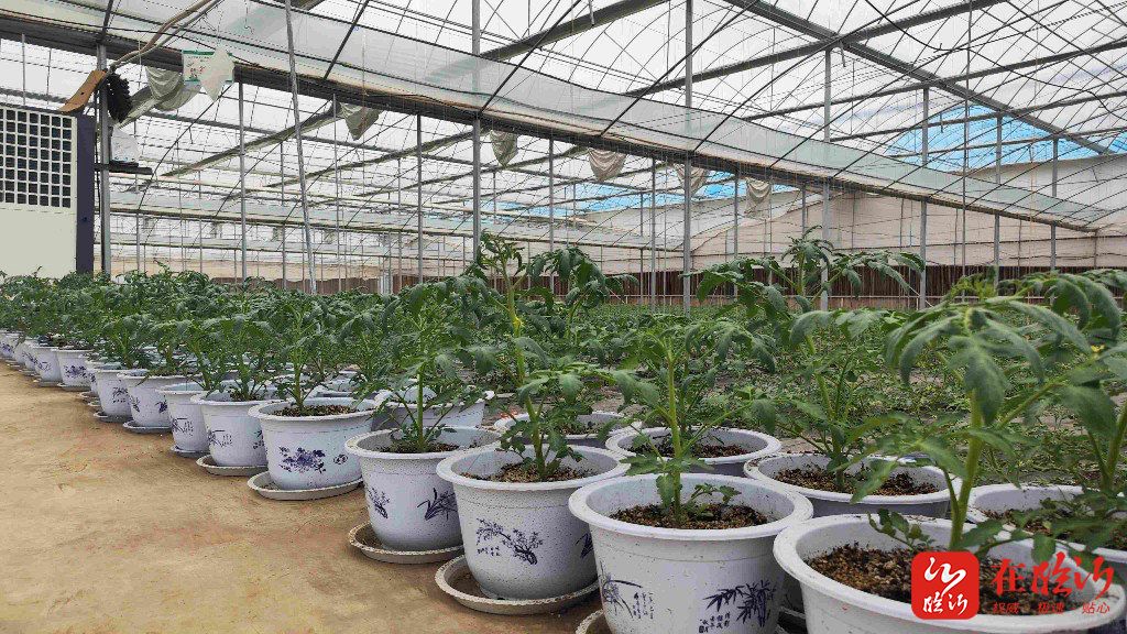 一镇一业发展方案,一镇一特产业发展规划方案