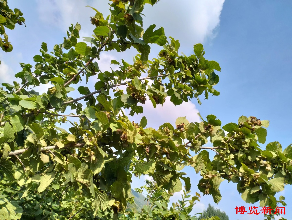 榛子乡村振兴,乡村振兴齐鲁样板村村有好戏邹城