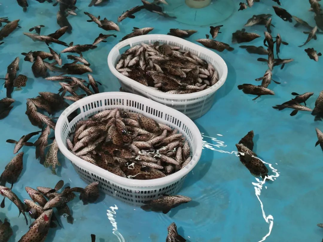 工厂化水产养殖什么鱼最好养,工厂化循环水养殖鲈鱼成活率