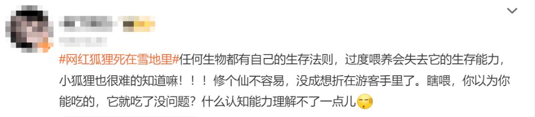 网红狐狸死在雪地里原因,网红狐狸死在雪地里知名景区回应