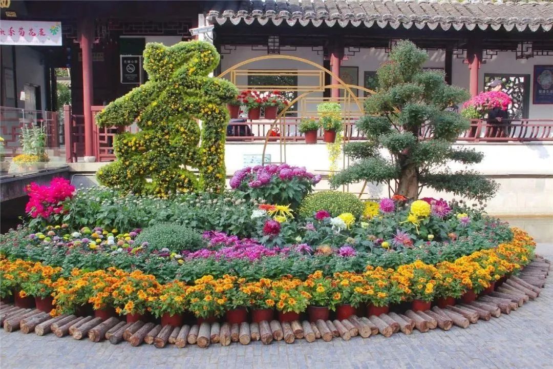 上海菊花展进最佳观赏期,上海菊花展在哪个公园