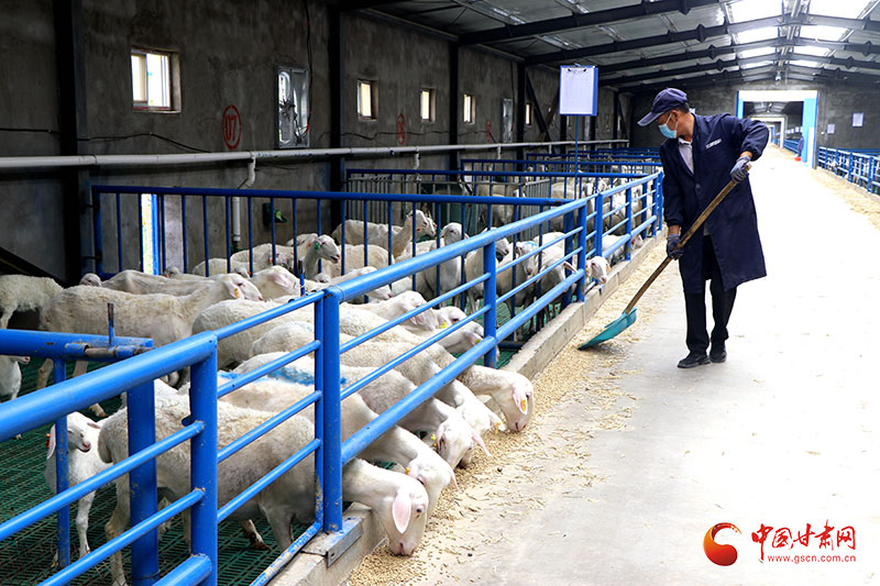 养羊脱贫致富的文章,民勤特产作文怎么写好