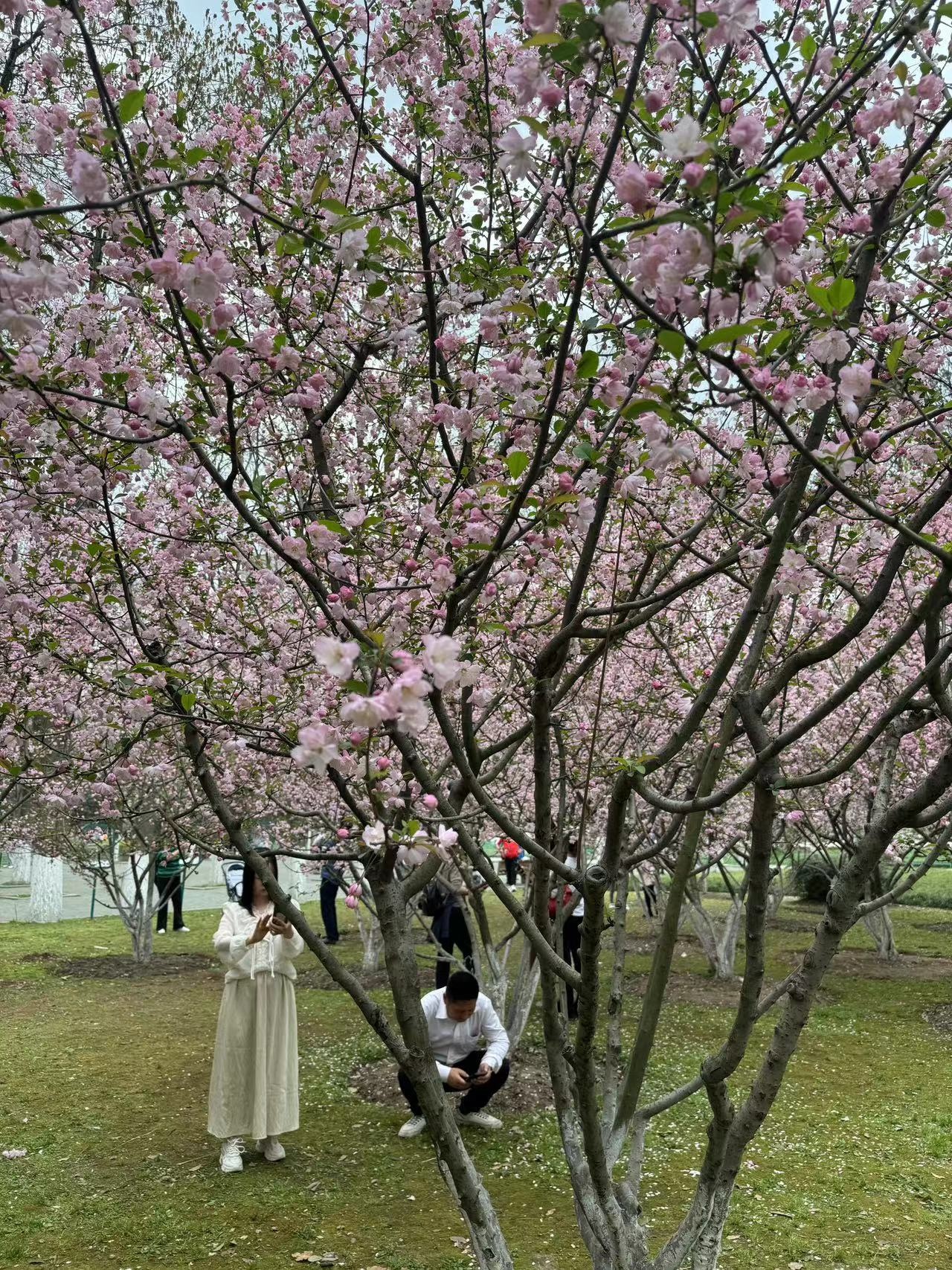 东湖樱园现在还有樱花吗,武汉樱园樱花开放