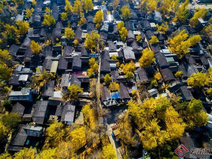 云南银杏熟了,云南银杏落叶