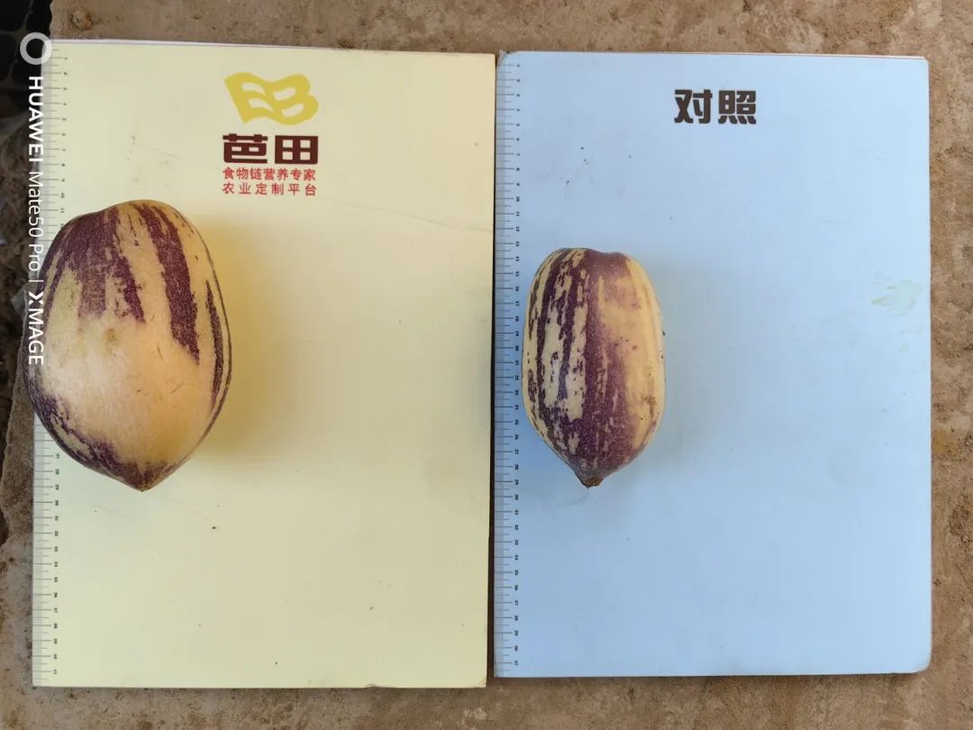 农村种植人参有前途吗,人参种子种植收益