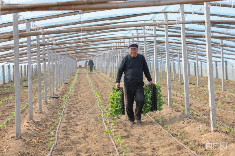 河北哪种甜瓜种植最好,邢台威县甜瓜种植