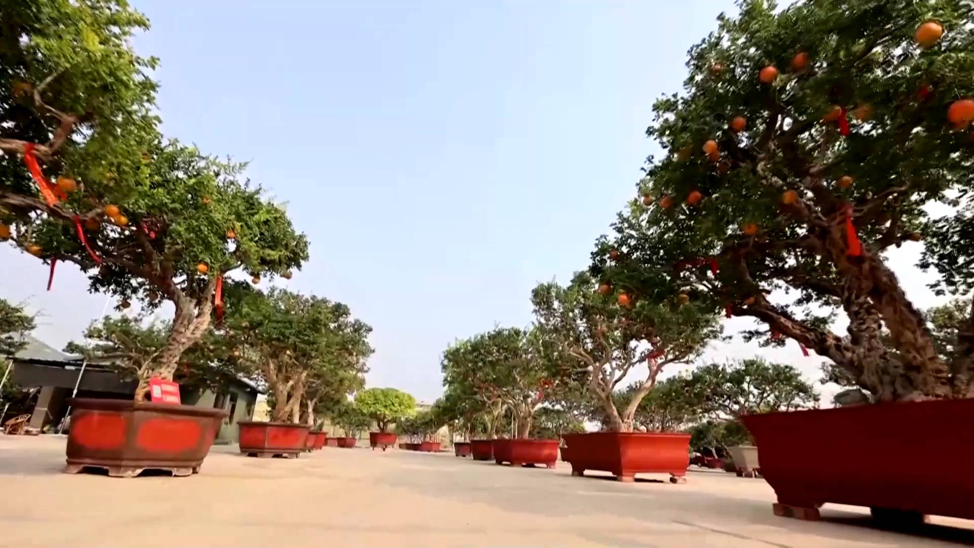 特色种植富民增收视频,农业种植致富产业