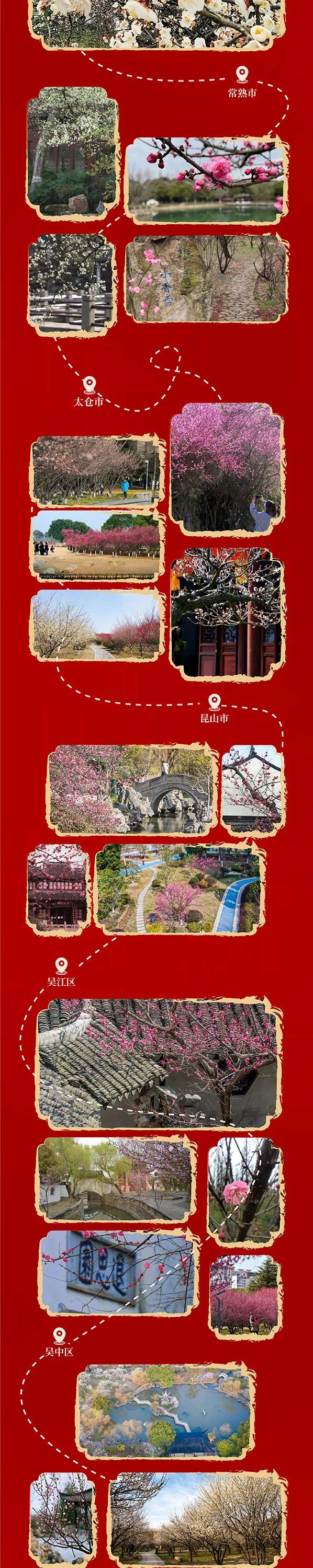 苏州香雪海梅花最佳观赏期,苏州赏梅花的最佳户外线路