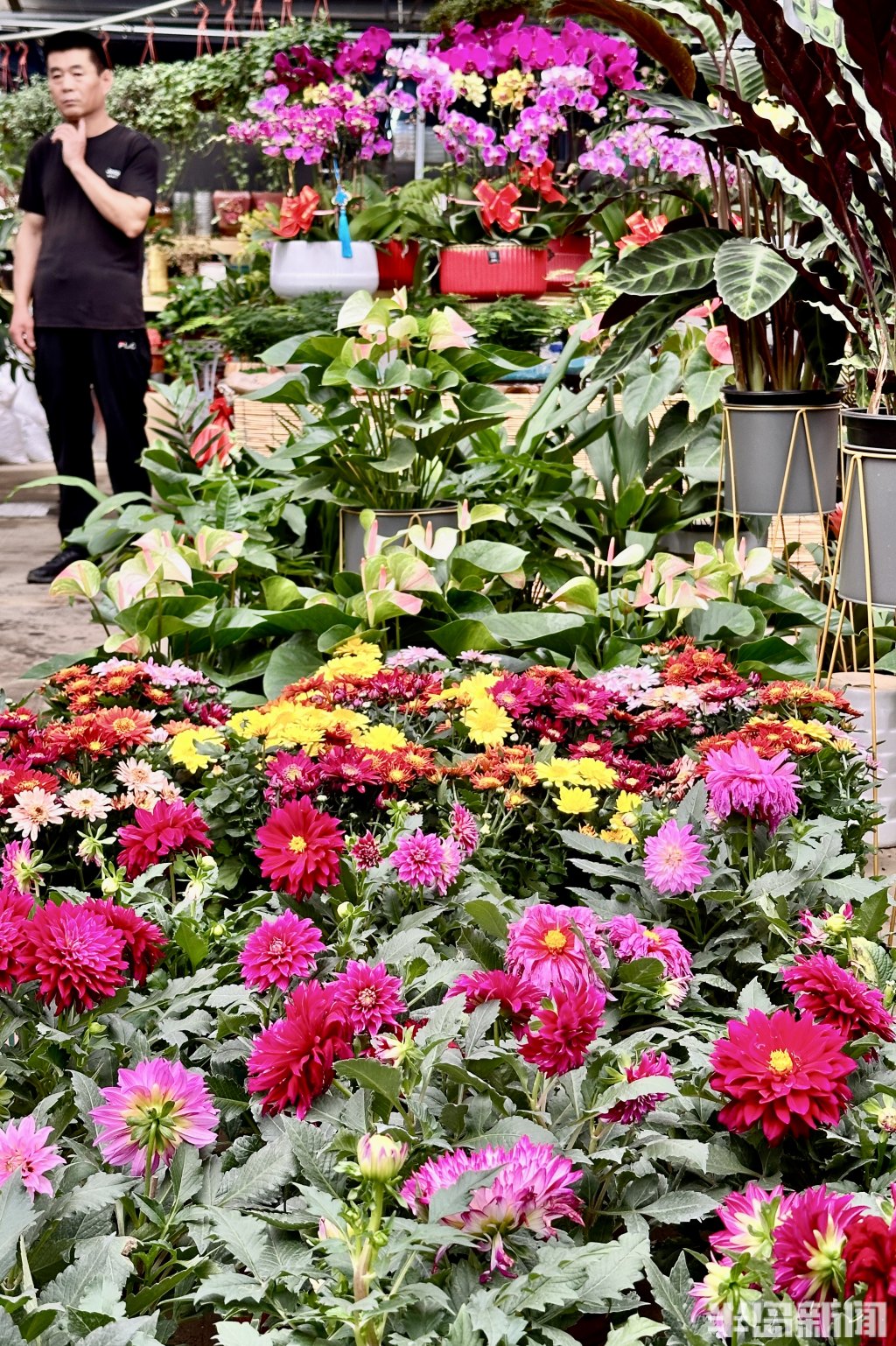 青岛高档绿植花卉,青岛春天的花卉