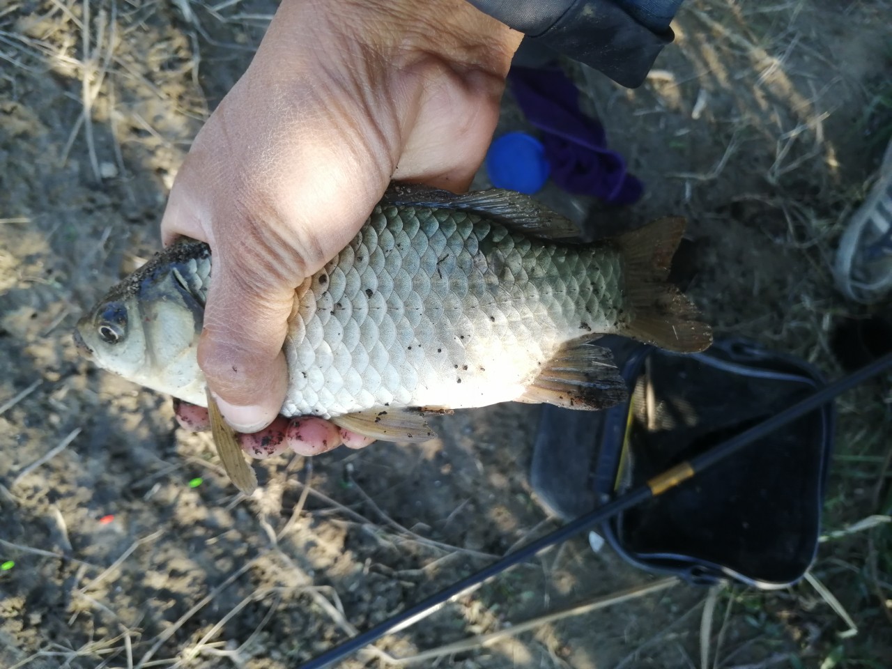 「双11」寒潮来袭检验是否空军，什么用蚯蚓也能上草鱼？