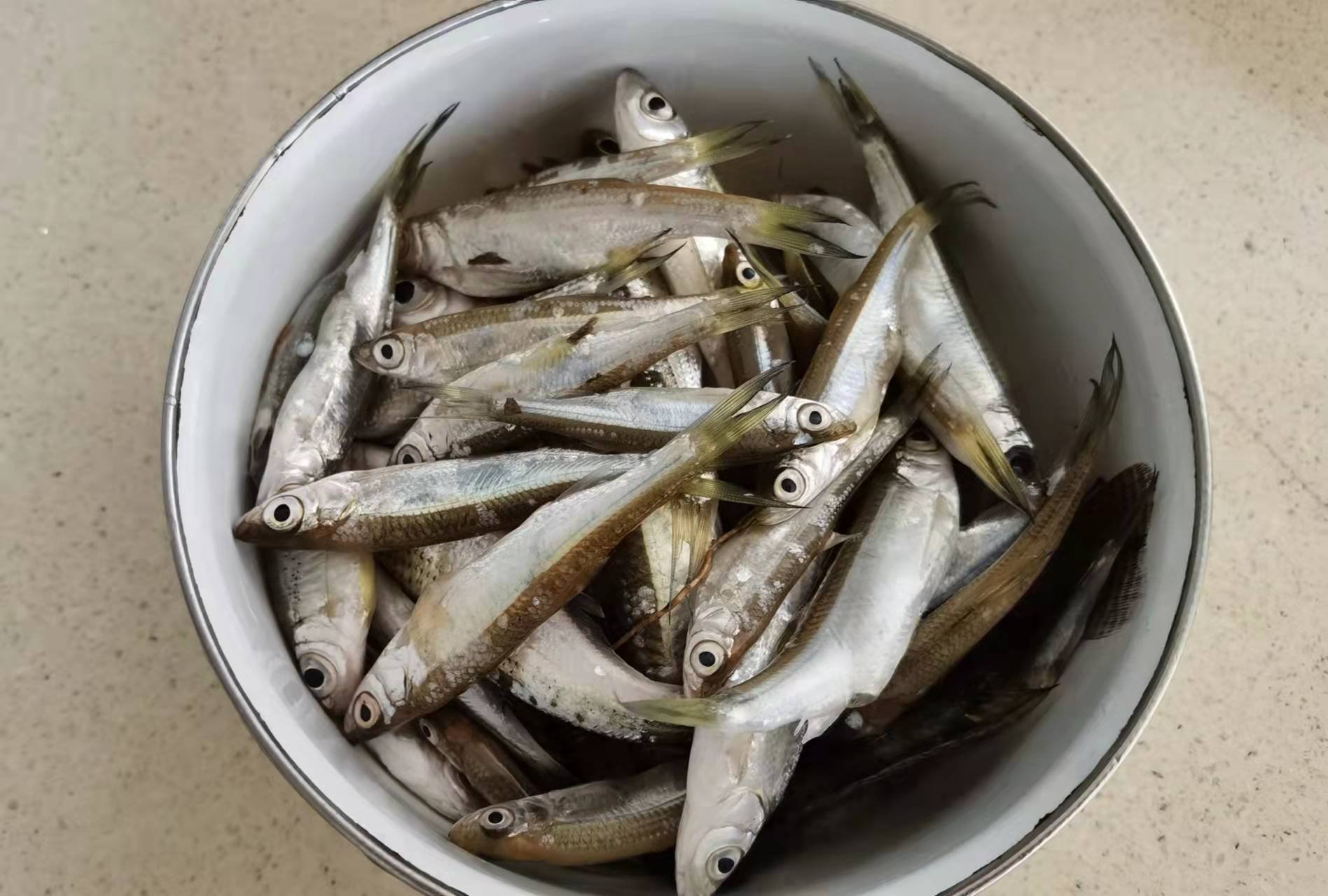 与老方探钓神秘仙境，黄金大鲤鱼靓丽狂野