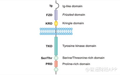 前有辉瑞，后有恒瑞，国内外巨头为何争相与基石药业-B（02616）合作？