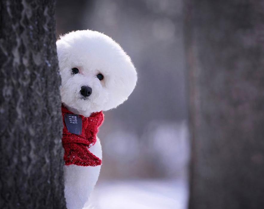 闆悆璁哄潧澶у挅,鑺﹀彑