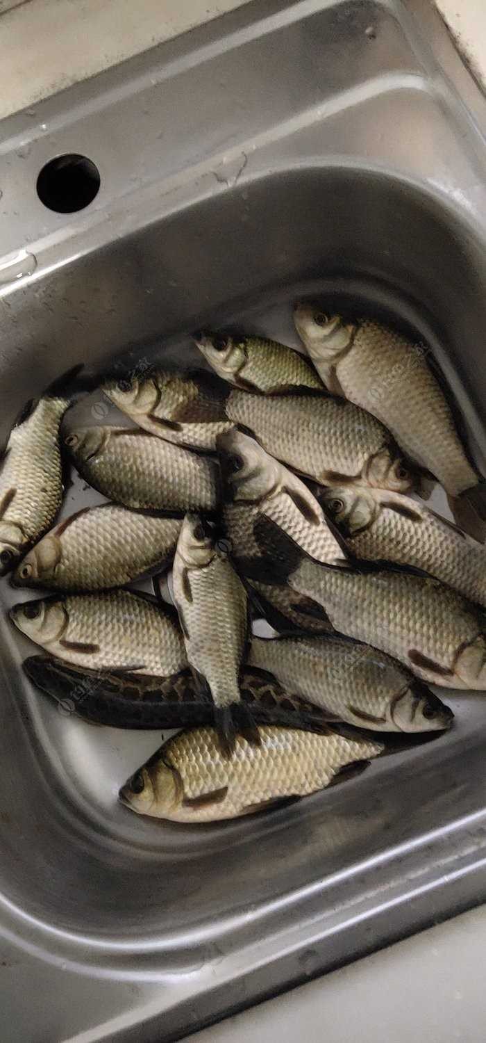 邓刚大师讲解调漂,新手立漂调漂的正确方法和技巧