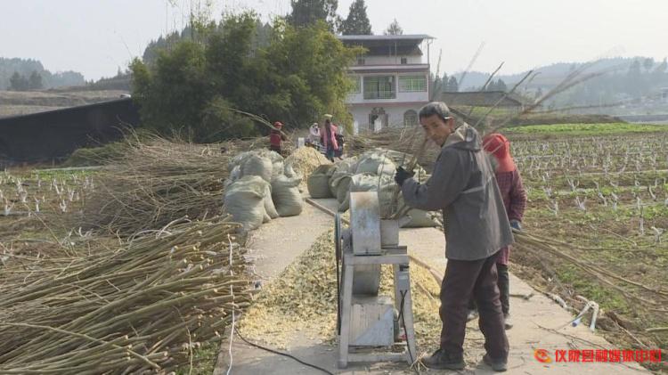 桑树枝怎么加工成药材,桑枝粉碎后的用途