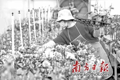 四会是否有兰花苗出售,四会程村兰花交易市场