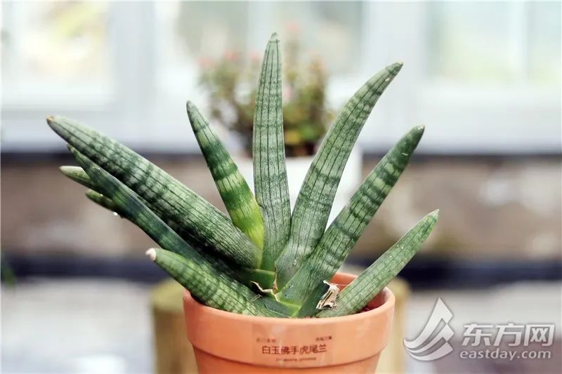 短叶虎尾兰的独特特征,金边虎尾兰百合科虎尾兰属植物