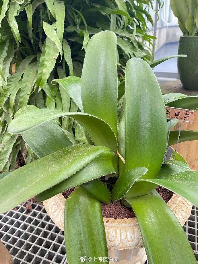 短叶虎尾兰的独特特征,金边虎尾兰百合科虎尾兰属植物