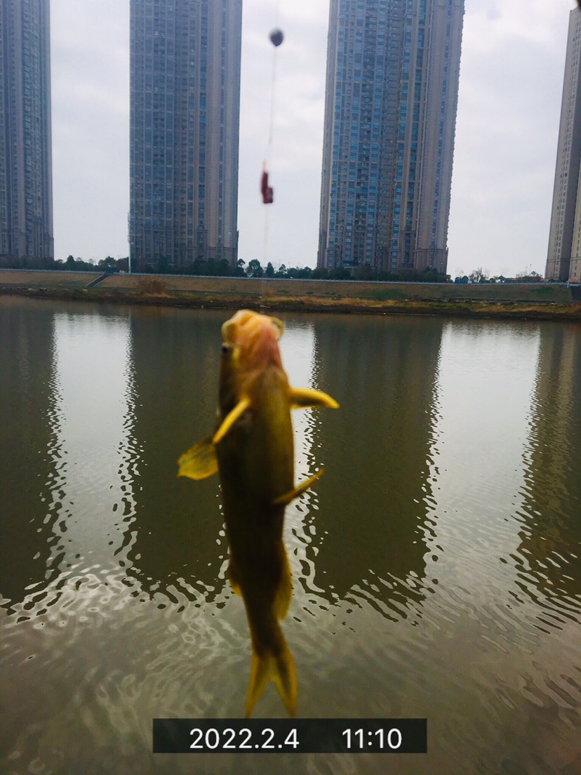 用老婆的菜篮子装新年的第一“金”