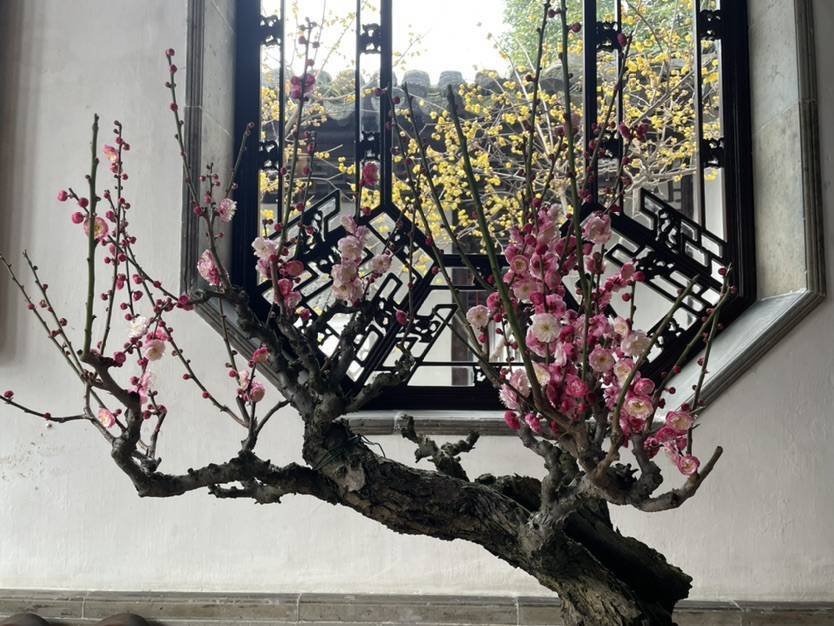 苏州免费赏梅最好的地方,梅花盛开踏青赏梅好去处