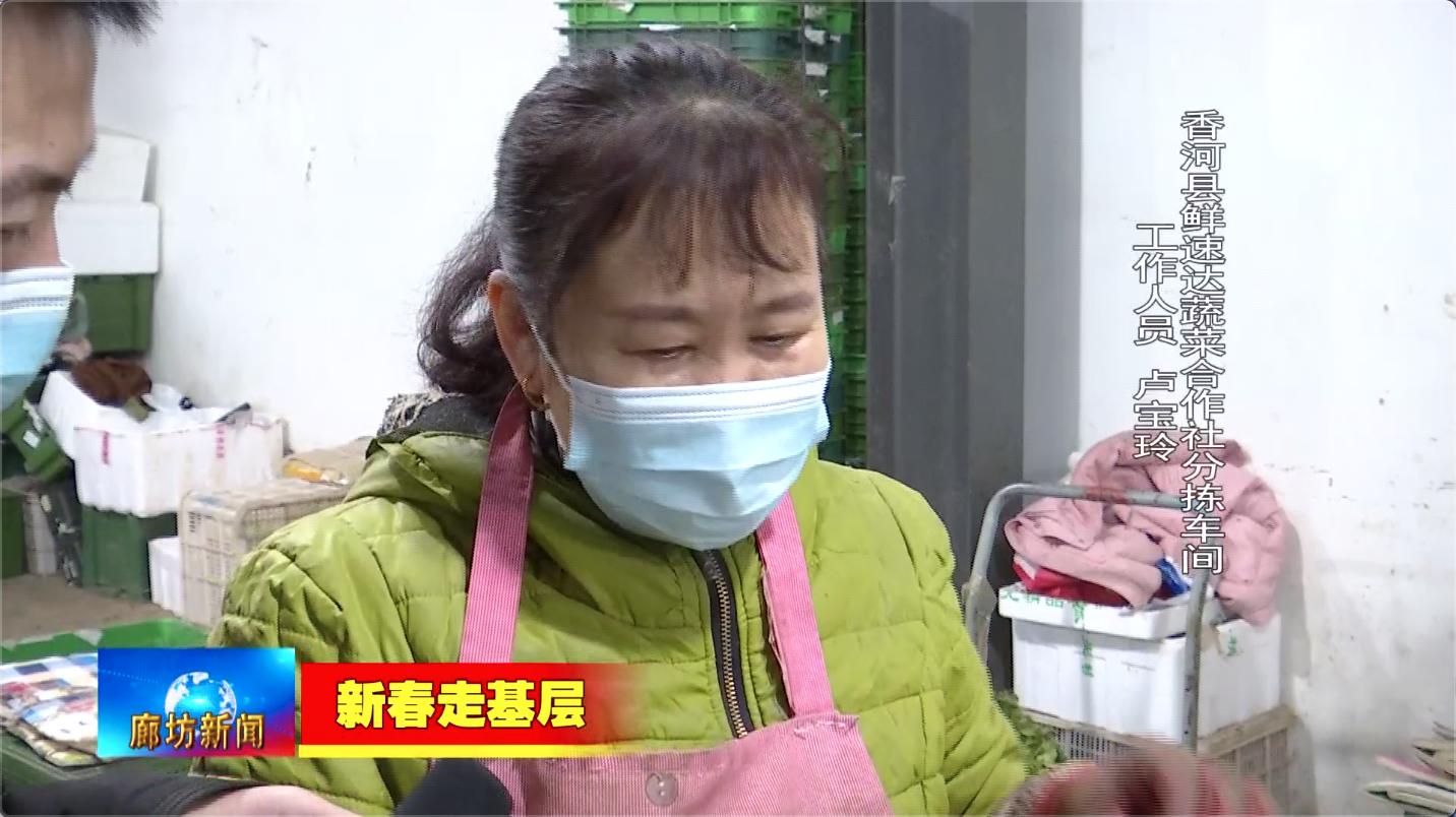 「新春走基层」香河县鲜速达蔬菜合作社：蔬菜基地春意浓“菜篮子”生产保供应