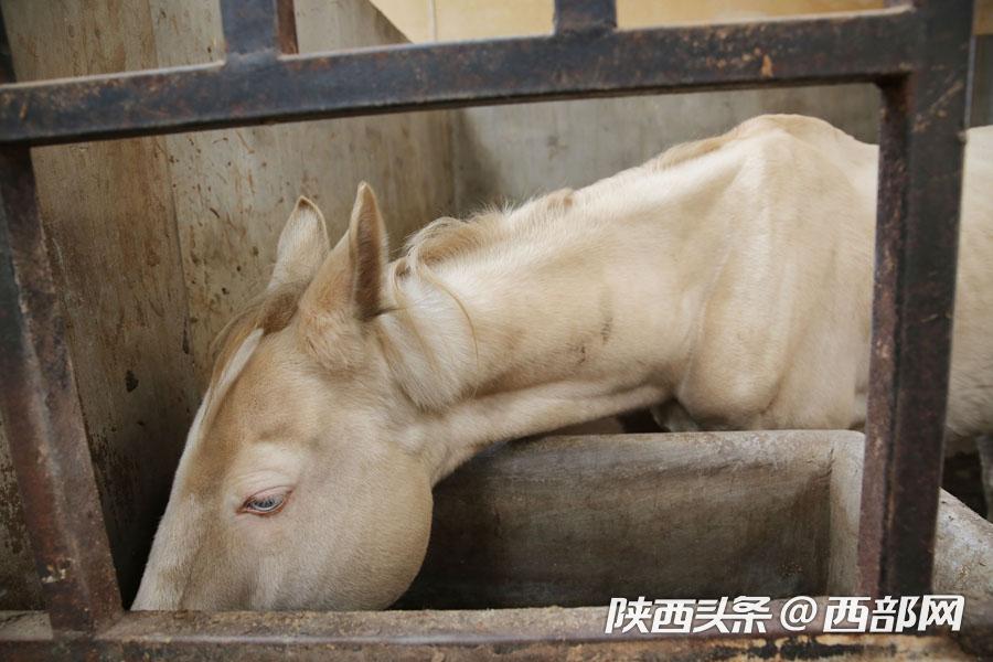 马术教练教学生视频,马术教练教你认识各种马