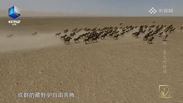 滴！跟着CCTV的镜头打卡*疆新**之春