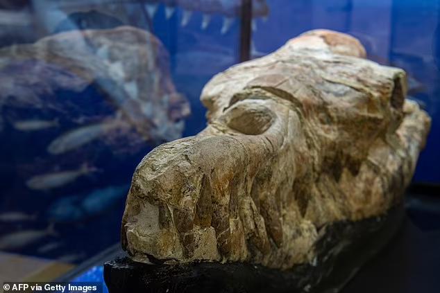 巨大蓝鲸骨骼和猛犸象头骨,史前最大巨鲸一口咬断潜水艇