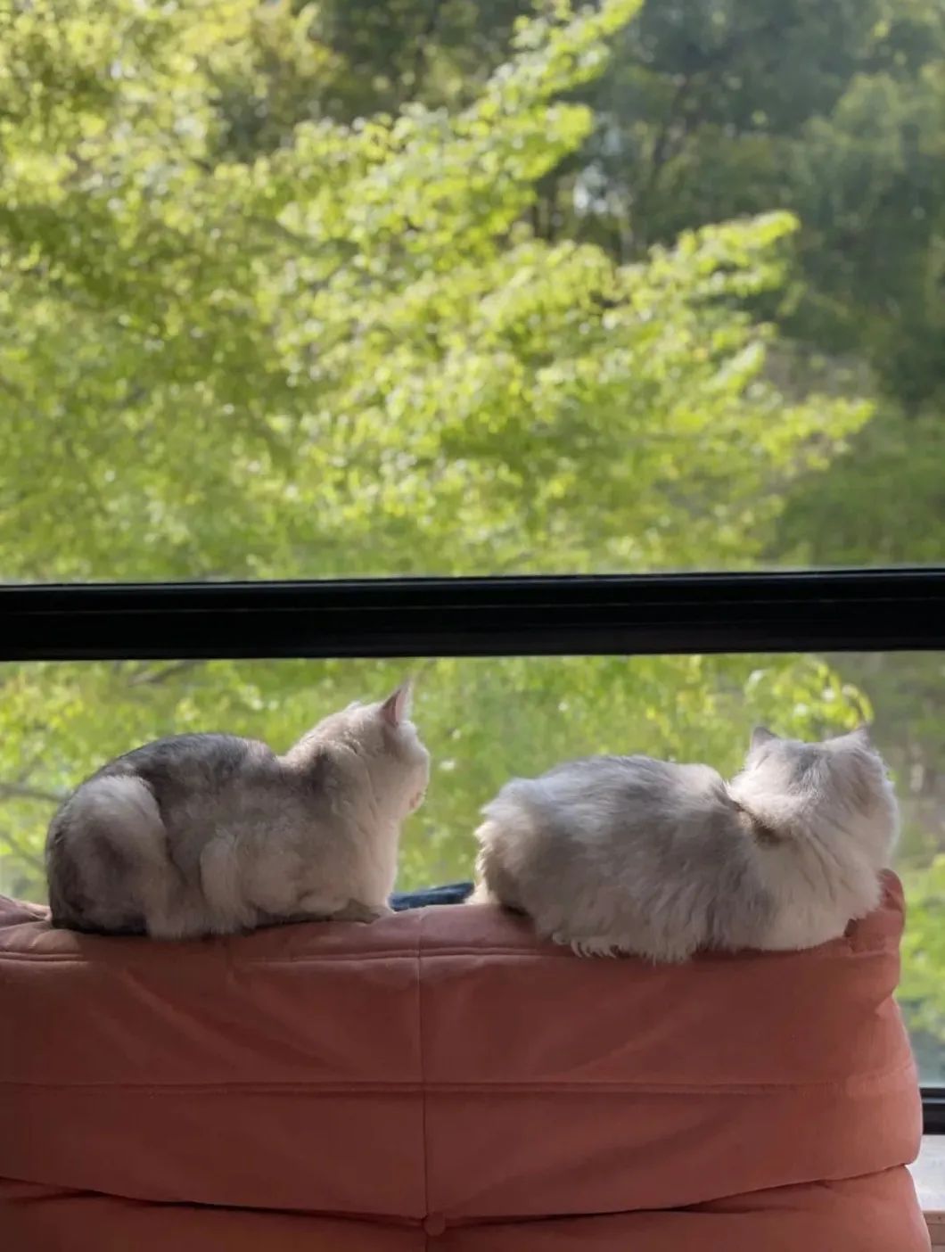 宠物方舱,宠物方舱真相在哪