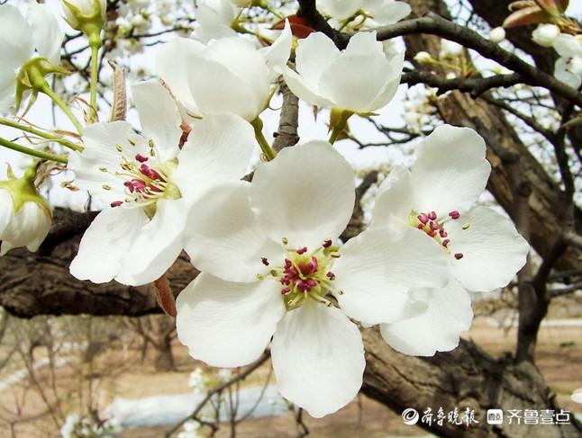 桃花李花樱花杏花海棠梅花区别,怎么区分樱花梅花桃花杏花