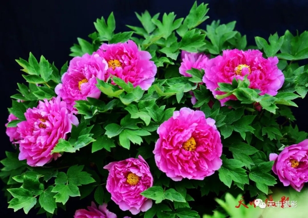 又到牡丹花开时不负光阴不负春