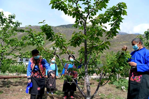 四川产业扶贫乡村振兴,四川全川乡村振兴平台