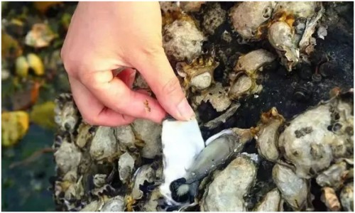 长海县旅游攻略海滩,长海县海岛赶海地点推荐