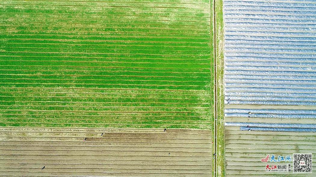 综合产值5.1亿元探寻江西芦溪“富硒”富民密码