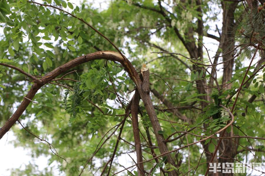 最美味的槐花,好吃又美味的槐花